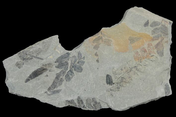 Pennsylvanian Fossil Fern (Neuropteris) Plate - Kentucky #181325